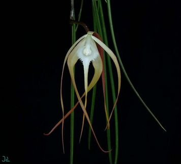 Орхидея Brassavolacucullata