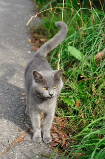 Красивая кошечка-метис