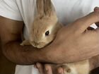 Кролик карликовый торчеухий