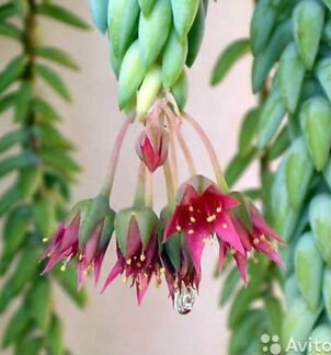 Очиток Моргана