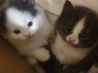 Милые,мягкие и пушистые котята объявление продам