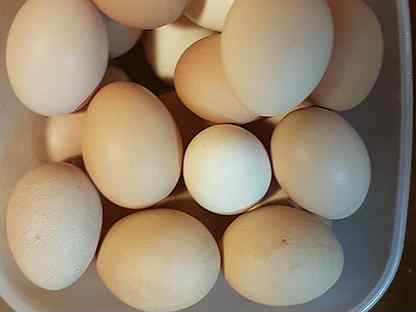 Яйцо тульское купить. Купить яйцо кур Павловское серебро. Авито Казань оплодотворённые яйца куриные купить на авито.