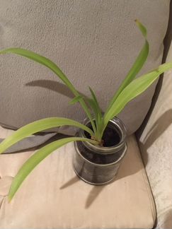 Хлорофитум маленький (комнатные растения)