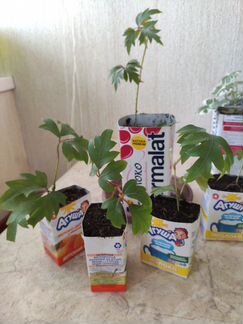 Циссус Элен Даника (плющ) молодые саженцы