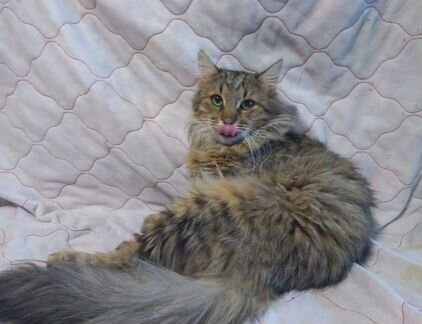 Пушистый чудо-кот Бася в дар