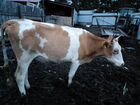 Домашние животные коровы и бычков объявление продам