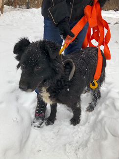 Замечательная Арья ищет дом