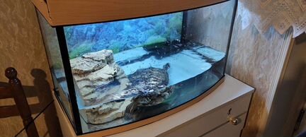 Красноухая черепаха бесплатно